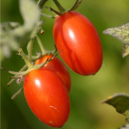 Rajčiak kríčkový Roma - semená rajčiaka - semiačka - 0,2 gr
