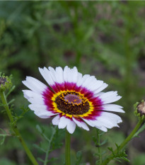 Králik kylnatý - zmes farieb - chrysanthemum carinatum - predaj semien letničiek - 100 ks