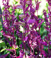 Loboda záhradná Scarlet - Atriplex hortensis - semená lobody - 60 ks