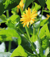 Silfium zrastenolisté - Silphium perfoliatum - semená silfiuma - 8 ks