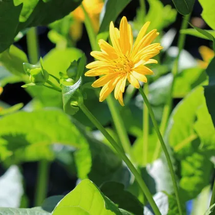 Silfium zrastenolisté - Silphium perfoliatum - semená silfiuma - 8 ks