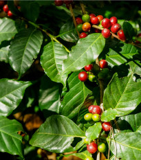 Kávovník arabský - Coffea arabica - semená kávovníka - 5 ks