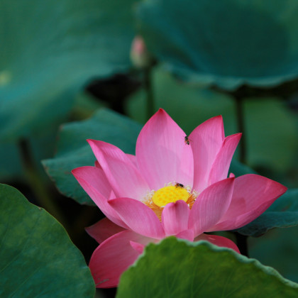 Lotos indický ružový - Nelumbo nucifera - semená lotosu - 2 ks