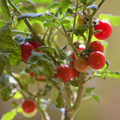 Paradajka Tiny Tim - Solanum lycopersicum - semená paradajok - 7 ks