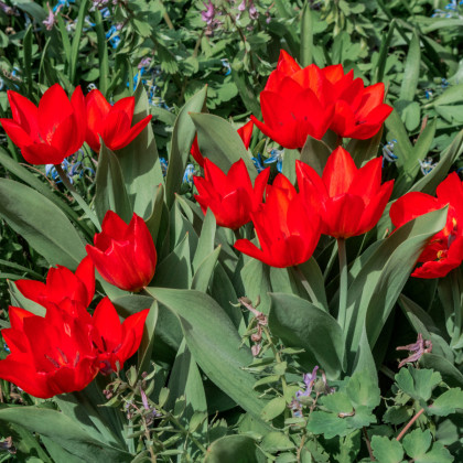 Tulipán viackvetý praestans Zwanenburg var. - Tulipa - cibuľoviny