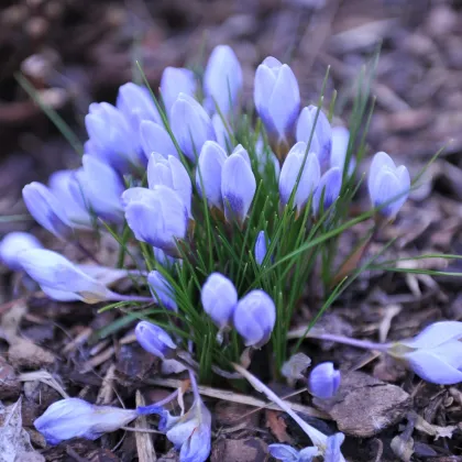 Krókus Blue Pearl - Crocus chrysanthus - šafrán - hľuzy krókusu - 3 ks