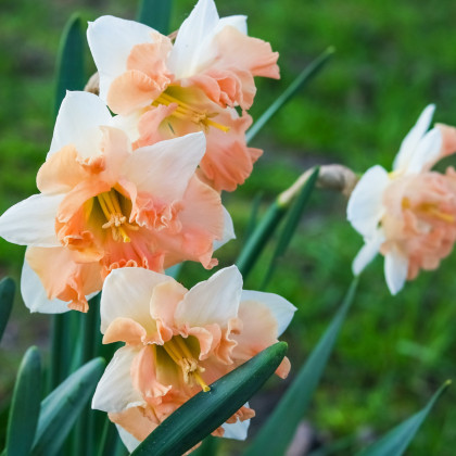 Narcis Vanilla Peach - Narcissus L. - cibuľoviny - 3 ks
