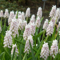 Modrica ružová - Muscari Pink Sunrise - predaj cibuľovín - 2 ks