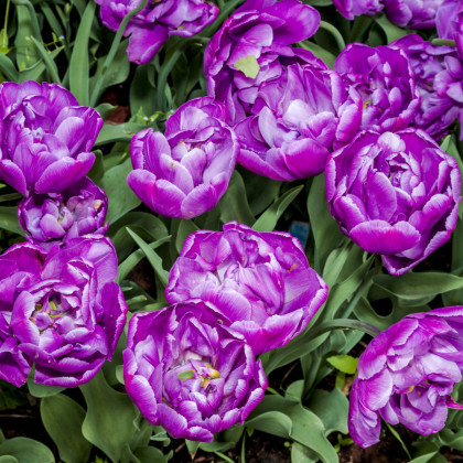 Tulipán plnokvetý Blue Diamond - Tulipa - cibuľoviny - 3 ks