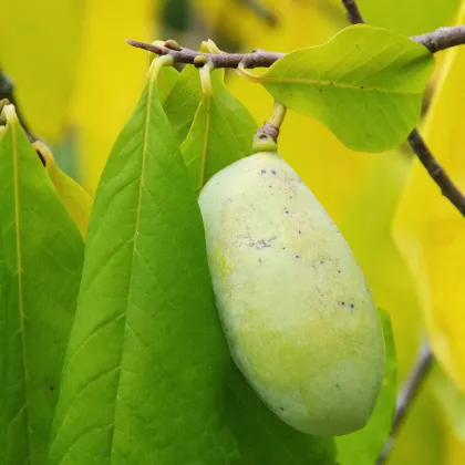 Asimina trojlaločná - Asimina triloba - semená asiminy - 4 ks