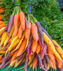 Mrkva letná Rainbow F1 - Daucus carota - semená - 50 ks