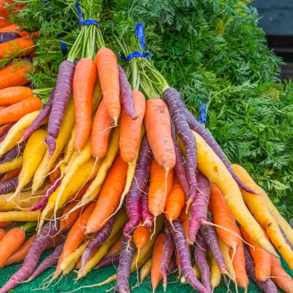 Mrkva letná Rainbow F1 - Daucus carota - semená - 50 ks