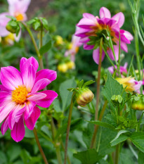 Georgína Sweetheart - Dahlia hybrida - cibuľoviny - 1 ks