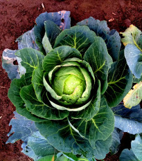 Kapusta biela Brunswijker - Brassica oleracea - semená kapusty - 150 ks