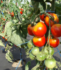 Paradajka stupické poľné skoré - Solanum lycopersicum - semená paradajky - 35 ks