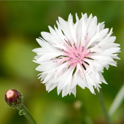 Nevädza poľná ružová - Centaurea cyanus - semená nevädze - 0,3 g