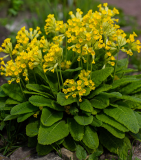 Prvosienka jarná - Primula veris - semená - 50 ks