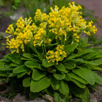 Prvosienka jarná - Primula veris - semená - 50 ks