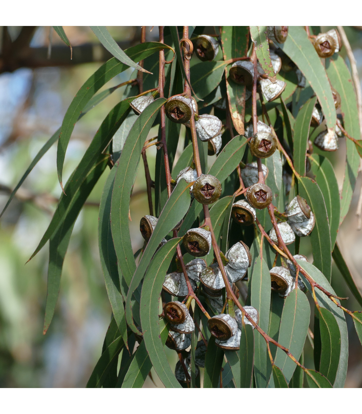 Eukalyptus guľatoplodý - Eucalyptus globulus - semená eukalyptu - 8 ks
