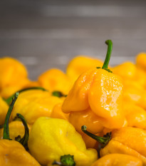 Chilli Trinidad scorpion butch žltý – Capsicum chinense – semená chilli – 5 ks