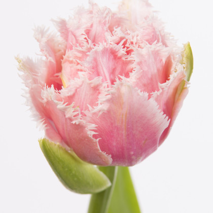 Tulipán Queensland - predaj cibuľovín - 3 ks