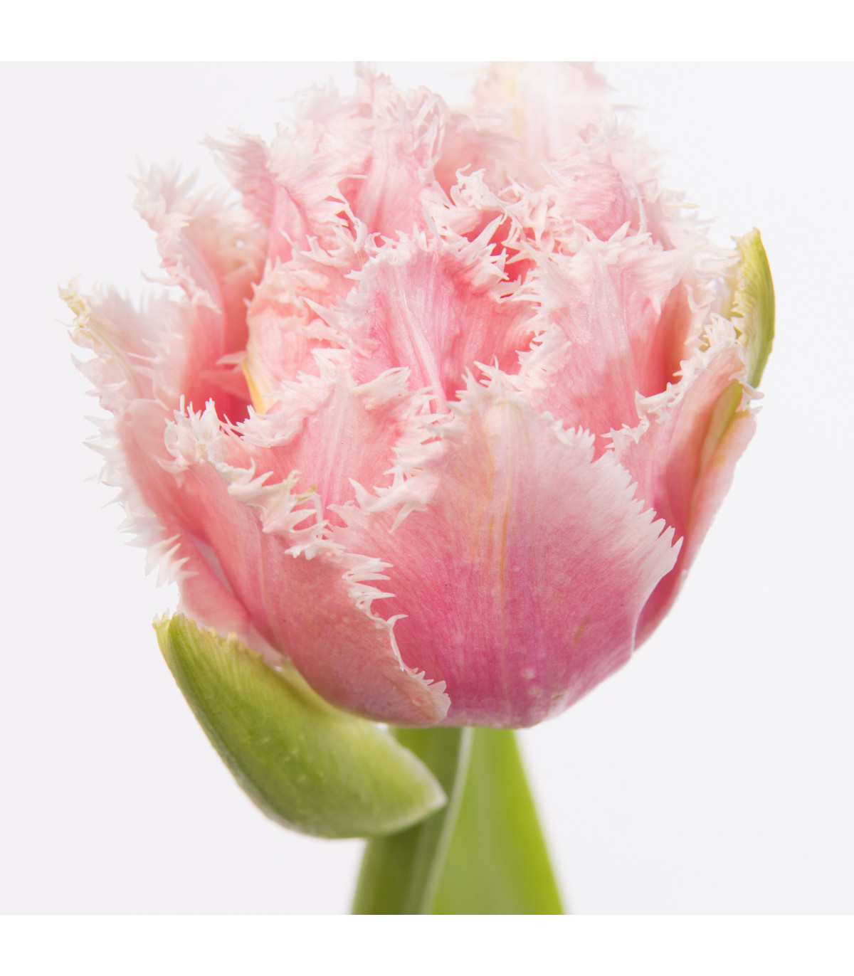 Tulipán Queensland - predaj cibuľovín - 3 ks