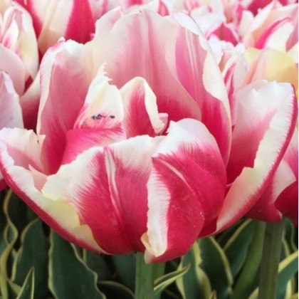 Tulipán Toplips - Tulipa - cibuľoviny - 3 ks