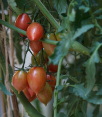 Paradajka Artisan Pink Tiger - Solanum lycopersicum - semená paradajky - 5 ks