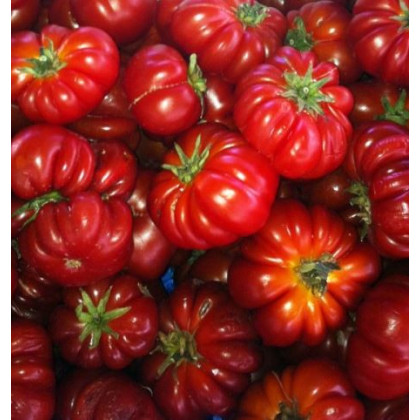 Paradajka Costoluto Fiorentino - Solanum lycopersicum - semená paradajky - 7 ks