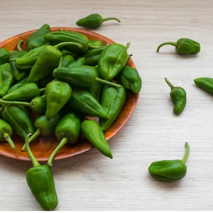 Chilli Pimientos de Padron - Capsicum Annuum - semená - 7 ks