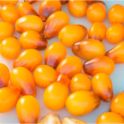 Paradajka Indigo Pear Drops - Solanum lycopersicum - semená paradajky - 5 ks