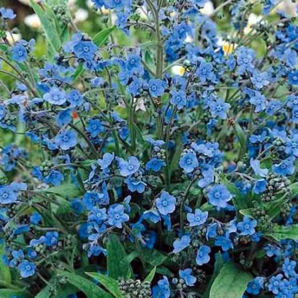 Smohla kapská - pilát - Anchusa capensis - semená smohly - 10 ks