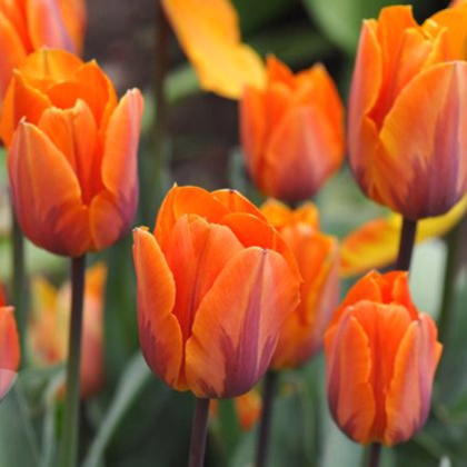 Tulipán Prinses Irene - Tulipa - cibuľoviny - 3 ks