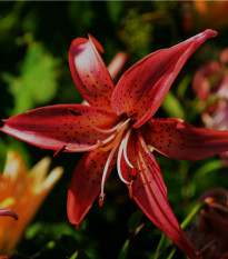 Ľalia Martagon Maroon King - Lilium martagon - cibuľoviny - 1 ks