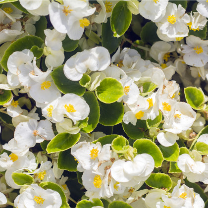 Drobnokvetá begónia biela - Begonia multiflora maxima - cibuľoviny - 2 ks