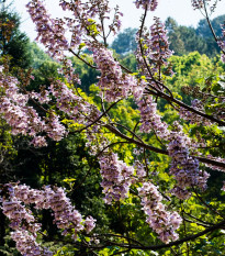 Paulovnia plstnatá - Paulownia tomentosa - semená paulovnie - 15 ks