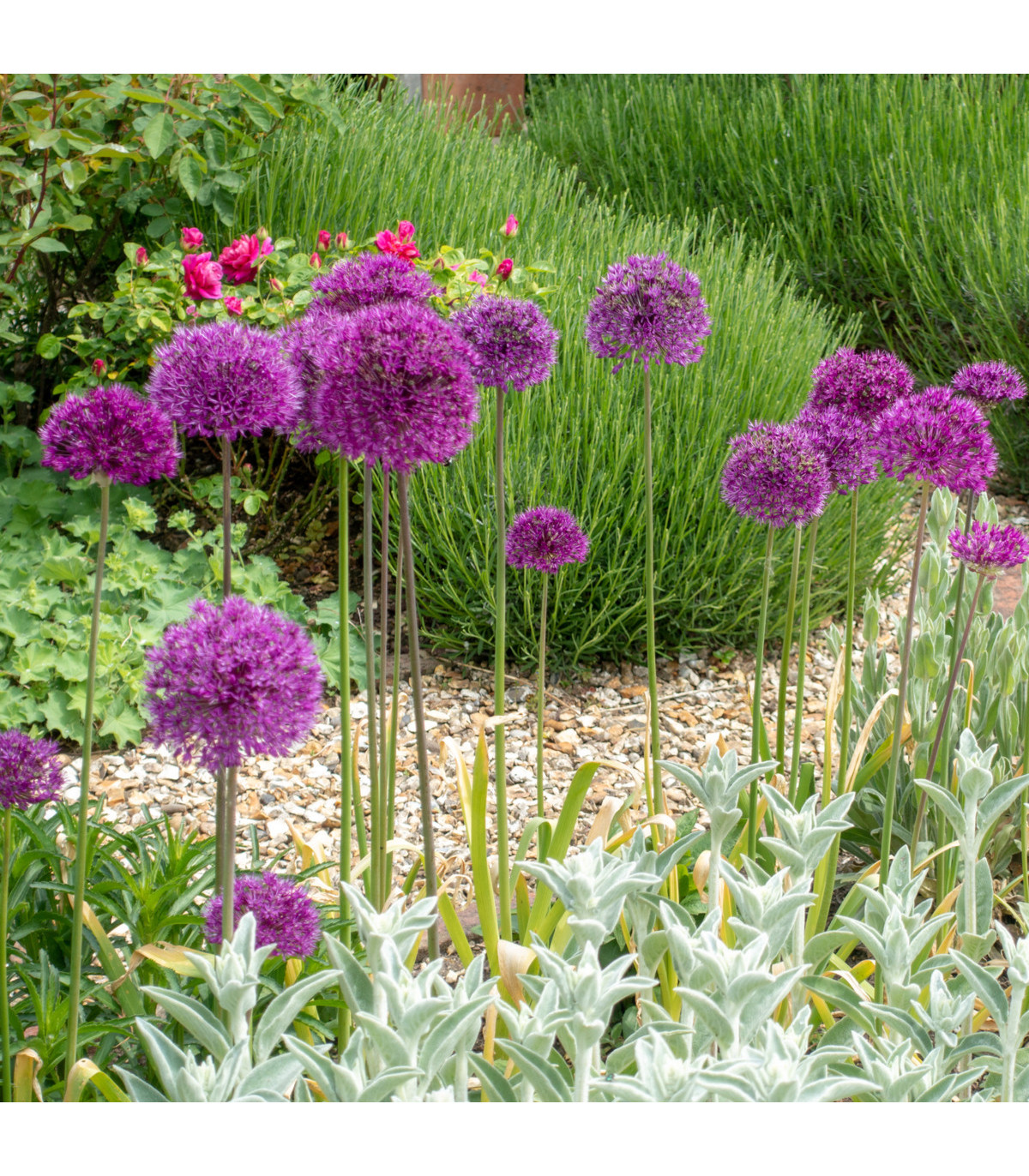 Okrasný cesnak purpurový - Allium Purple Sensation - cibuľoviny - 3 ks