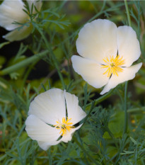 Slncovka kalifornská biela- Eschscholzia californica - 0,7 g