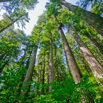 Sekvoja vždyzelená - Sequoia sempervirens - semená sekvoje - 3 ks