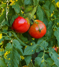 BIO paradajka kolíková Serrat F1 - Solanum lycopersicum - bio semená rajčiaka - 5 ks