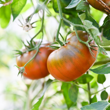Paradajka Brandywine black - Solanum lycopersicum - semená paradajky - 7 ks