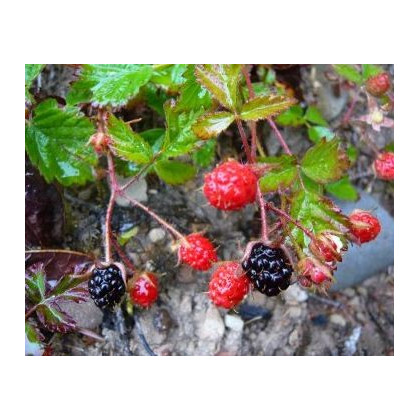 Ostružina - Maliník - Rubus leucodermis - semená ostružiny - 5 ks