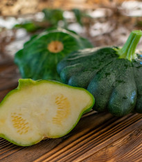 Patizón Green Saucer F1 - Cucurbita pepo - semená patizónu - 5 ks