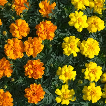 Aksamietnica rozložitá - Tagetes patula - semená- 0,3 g