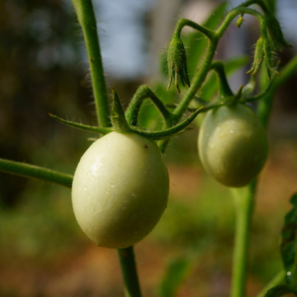 Paradajka White Cherry - Solanum lycopersicum - semená paradajky - 7 ks