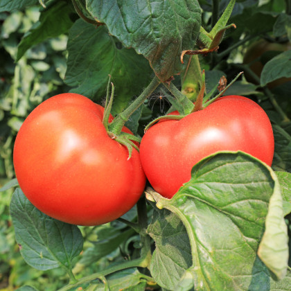 BIO Paradajka Diplom F1 - Solanum lycopersicum - bio semená paradajky - 8 ks