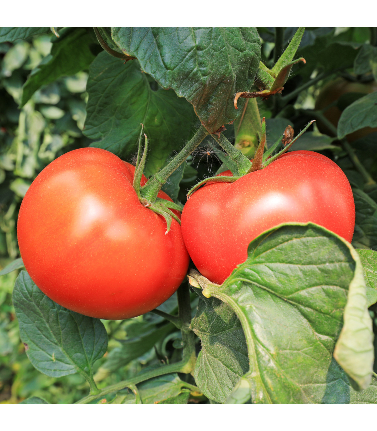 BIO Paradajka Diplom F1 - Solanum lycopersicum - bio semená paradajky - 8 ks