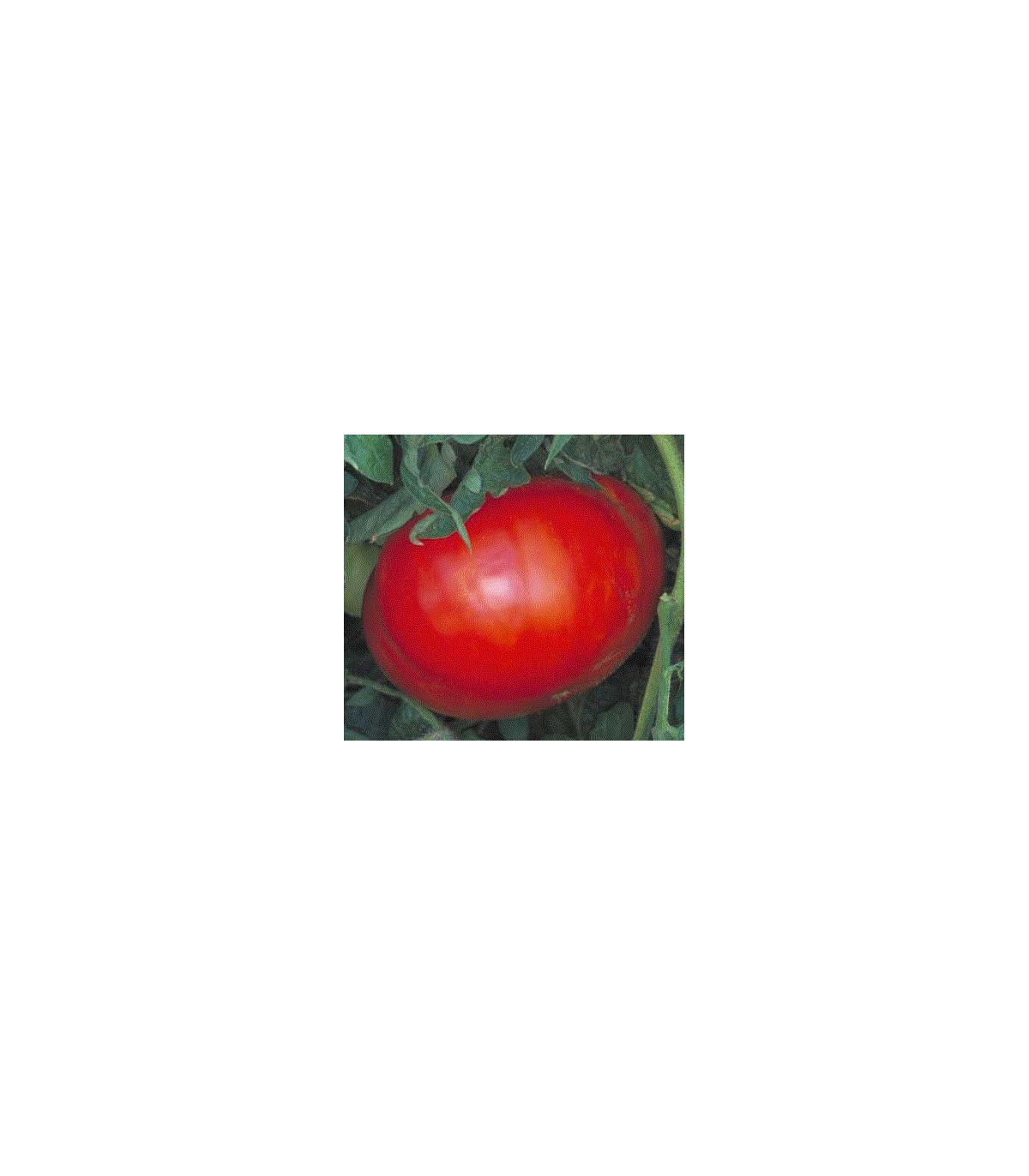 Paradajka Verte neverte - Lycopersicon esculentum - semená paradajky - 6 ks