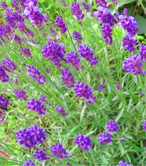 Levanduľa úzkolistá - Lavandula angustifolia - semená levandule - 15 ks