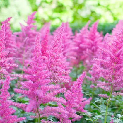 Astilba Arendsova ružová - Astilbe arendsii rose - predaj semien - 10 ks